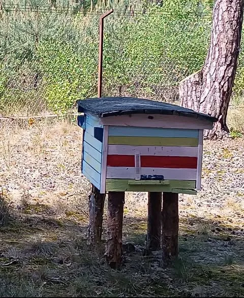 Światowy dzień pszczół